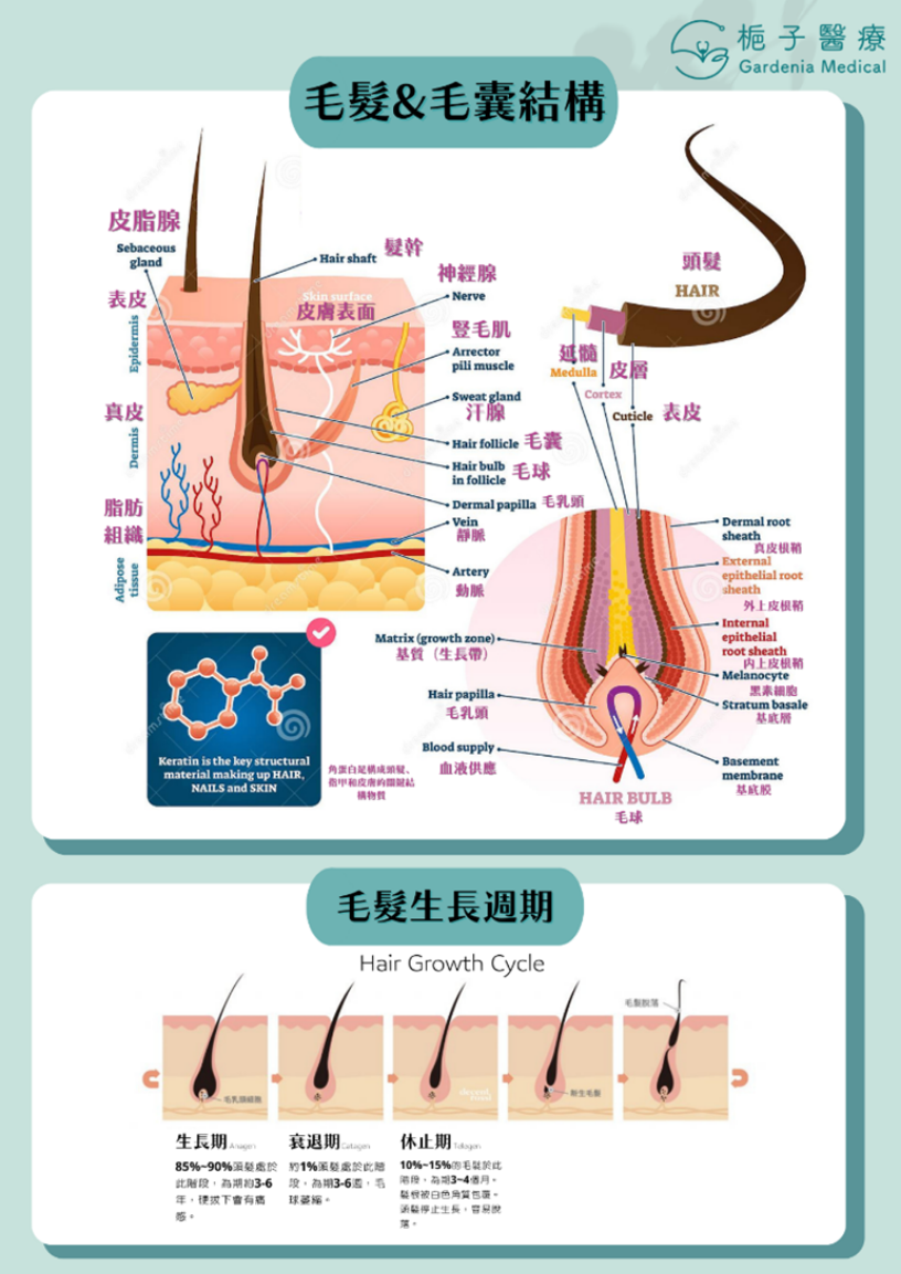 了解頭髮生長